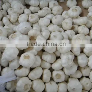 Fresh Garlic thumbnail-1