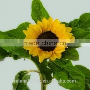 Hot Selling Fresh Cut Sunflower Flower From Yunnnan thumbnail-5