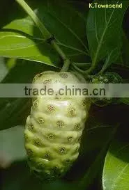 Morinda Citrifolia thumbnail-1
