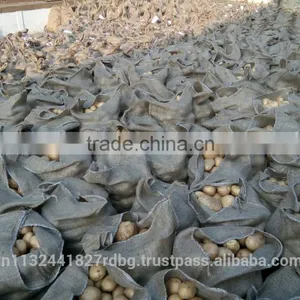 Indian Fresh Yellow , White Potatoes thumbnail-6
