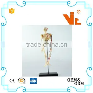 V-HM01 4D MASTER Artificial Human Bone Structure Model thumbnail-1
