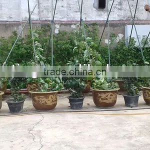 Artificial Garden Topiary thumbnail-1