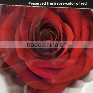 Export Long-lasting Dried Flowers Highest Quality Preserved Flowers Rose thumbnail-5
