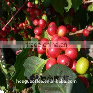 Fast Delivery Freeze Dried Instant Coffee thumbnail-4