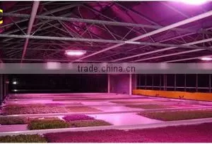 Agriculture Product t8 Led Tube Grow Light Plant Grow Lights 5-15watt Cob Led Grow Lights thumbnail-5