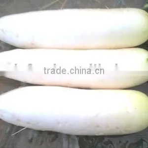 no Soil White Radish thumbnail-1