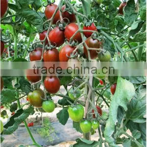 Hybrid Purple Cherry Tomato Seeds for Growing-Purple 101 thumbnail-1