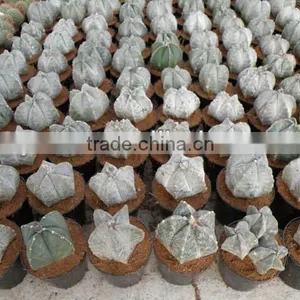 Astrophytum Myniositigma,cactus Ball thumbnail-1