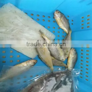 Frozen Cooked Iqf Fish Foods thumbnail-1