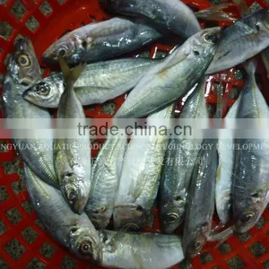 Sea Products Frozen Horse Mackerel Fish thumbnail-1