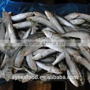 Wholesale Small Size Frozen Sardina Fish thumbnail-1
