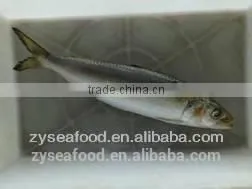 Frozen Sardine Fish for Can thumbnail-1