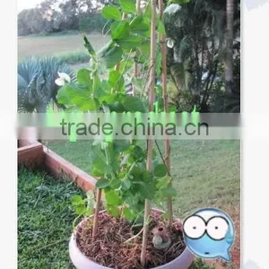 Round Bamboo Sticks for Incenses thumbnail-5