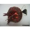 200mm X'mas Pomegranate thumbnail-1