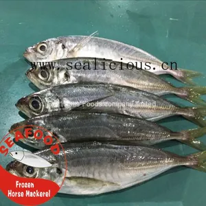 Frozen Horse Mackerel New Fresh Fish thumbnail-2