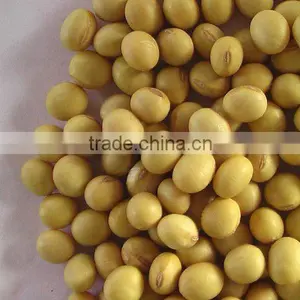 Organic Soybean/soya Bean thumbnail-1