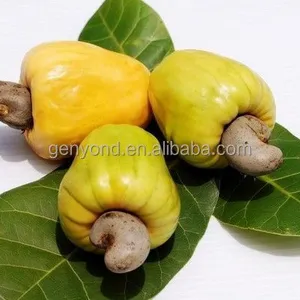 Cashew Kernel and Shell Separator Machine thumbnail-6