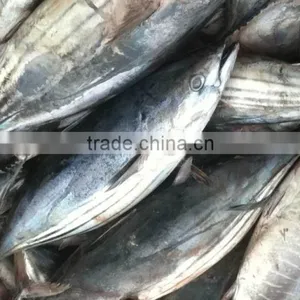 Salt Water Frozen Skipjack Tuna Fish thumbnail-3