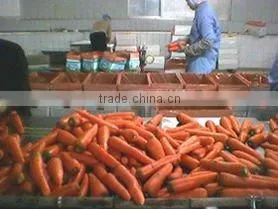 Supply High Quality Chinese Fresh Red Carrot (80g Up) thumbnail-1