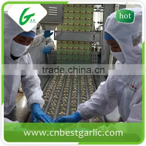 Import Fresh Quail Eggs thumbnail-2