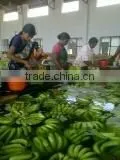 Cavandish Banana thumbnail-5