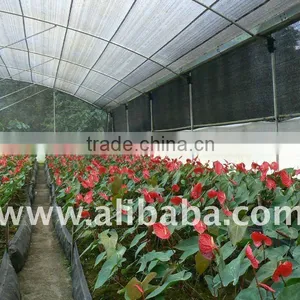 Fresh Cut Anthurium thumbnail-1