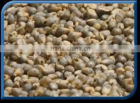Green Millet thumbnail-1