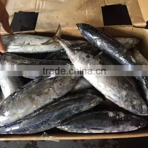 2016 High Quality 400-700g of Frozen Whole Round Bonito for Sale thumbnail-1