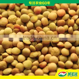 Green Lentils thumbnail-1