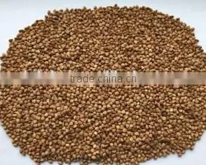 2016 Crop ---Roasted Buckwheat Kernels thumbnail-2