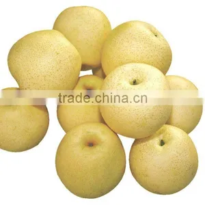 Chinese Gong Pear thumbnail-1