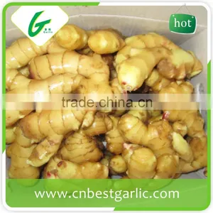 Made in China Chinese Fresh Young Gingers thumbnail-1