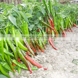 Hot Sale Hybrid High Yield Chili Pepper Seeds-FK21 thumbnail-2
