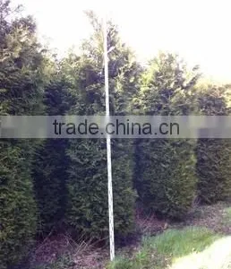 Thuja Brabant Occidentalis A Quality thumbnail-1