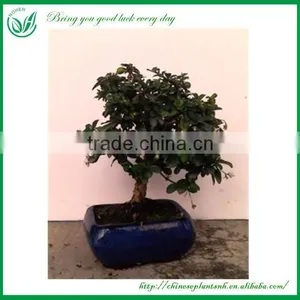 Indoor Ornament Plant thumbnail-2