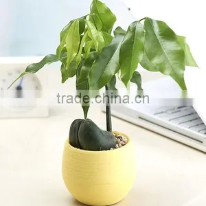 Mini Round Plastic Plant Flower Pot Home Office Decor Planter thumbnail-6