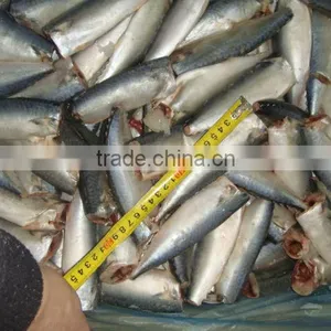 Frozen Mackerel HGT thumbnail-1