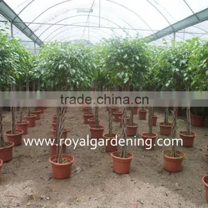Ficus Benjamina Five Braid Shape thumbnail-2