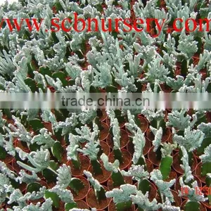 Cactus Y87 thumbnail-1