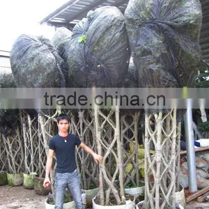 Ficus Cage Shape Square Shape thumbnail-1