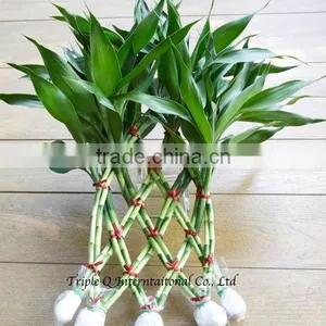 Lucky Bamboo thumbnail-4