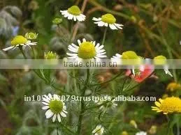 Orgenic Certified Essential Oils (Chamomile) thumbnail-1