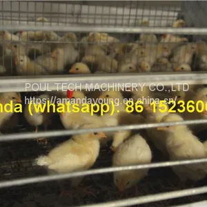 Tajikistan Chicken Farming With Poultry Cage for Chicken Feed for Brooding Chicks in Poultry Farming With Chicks Cage thumbnail-1