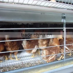Poultry Farming Equipment Meat Broiler Cage for Steel Chicken House thumbnail-2