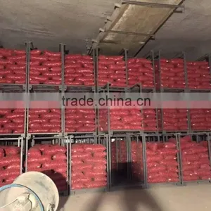 2015 100% Fresh Shallot Onion in China thumbnail-4