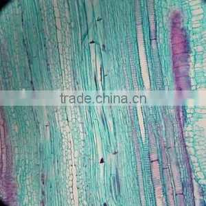 Cushaw Stem L.S Individual Microscope Prepared Slide thumbnail-1