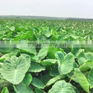 Chinese Taro Root 60g and up thumbnail-1
