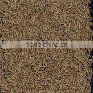 Cumin Seed thumbnail-1