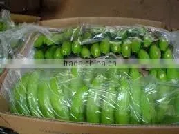 Fresh Cavendish Banana From Tamilnadu thumbnail-1