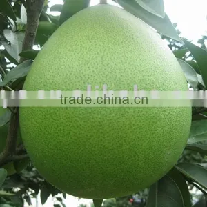 Top Honey Pomelo thumbnail-1